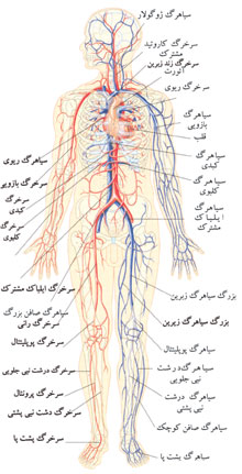 عروق اصلی