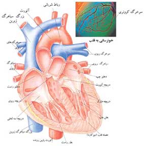 حفرات قلب