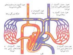 مسیر گردش خون