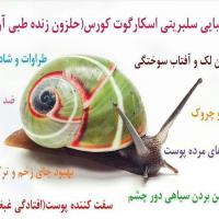 حلزون تراپی